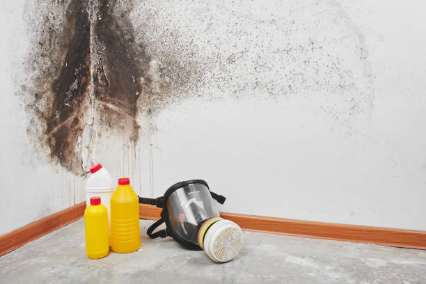 Best Professional Mold Removal  in Rincon Valley, AZ