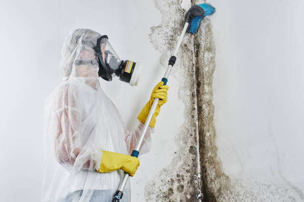 Best Commercial Mold Removal  in Rincon Valley, AZ