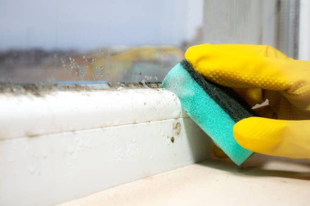 Best Mold Cleaning Services  in Rincon Valley, AZ