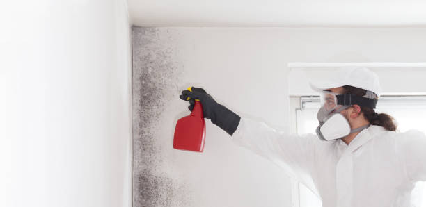 Best Mold Remediation Services  in Rincon Valley, AZ