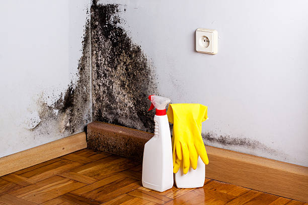 Best Commercial Mold Removal  in Rincon Valley, AZ